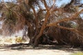 Old beautiful tree in Arava desert Royalty Free Stock Photo