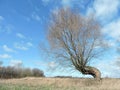 Old beautiful tree in field in spring , Lithuania Royalty Free Stock Photo