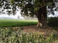 Really old and beautiful tree in my village