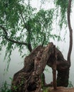 Old beautiful tree near the lake in the morning mist Royalty Free Stock Photo