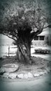 Old beautiful tree