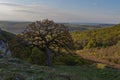 Old beautiful tree on Palava. Blue sky Royalty Free Stock Photo