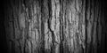 Old beautiful tree texture pattern Royalty Free Stock Photo
