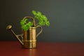 Old and beautiful watering can garden tool with green organic parsley in it.