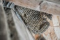 Bee Hive in Roof of a Wooden Pavilion