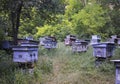 Bee hives stand in the forest Royalty Free Stock Photo