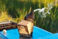 Old bee smoker. Beekeeping tool. Beekeeper Inspecting Bee Hive