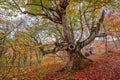 Old beech in autumn forest