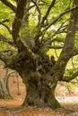 Old beech, fagus sylvatica Royalty Free Stock Photo