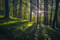 Old Beech Forest