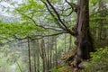 Old beech growing in forest on steep mountain slope Royalty Free Stock Photo