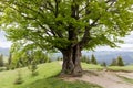 Old beech on mountain meadow against the distant mountain ridges Royalty Free Stock Photo