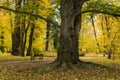 Autumn landscape in the park Royalty Free Stock Photo