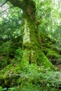 Old beech tree in primeval forest under Mount Olympus with European Box bushes during spring Royalty Free Stock Photo