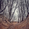 Ravine with naked beech trees, cliff and sandy beach Royalty Free Stock Photo