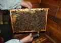 Old beekeeper holding frame of honeycomb from beehive with working bees. Royalty Free Stock Photo