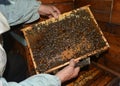 Old beekeeper holding frame of honeycomb from beehive with working bees. Royalty Free Stock Photo