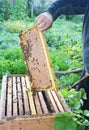 Old beekeeper holding wooden frame with honeycombs and honey bees photo. Raw honey honeycomb for sale Royalty Free Stock Photo