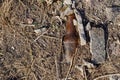 Old beer bottle thrown in field Royalty Free Stock Photo