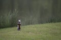 Old beer bottle thrown on grass from a lone Drinker Royalty Free Stock Photo