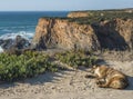 Old beige furry dog sleeping on the sand of dirt road at fishing port Entrada da Barca on backround of ocean cliffs