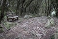 Old bench near the road in a mystical forest