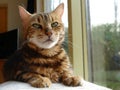 Old bengal cat sitting next to defocused window