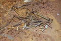 Old rusty nails and screws on rusty background and texture Royalty Free Stock Photo