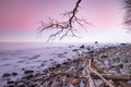 Old bent tree on the beach on the sunset baltic sea coast Royalty Free Stock Photo