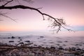 Old bent tree on the beach on the sunset baltic sea coast Royalty Free Stock Photo