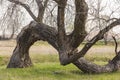 Old bent tree, Kansas Royalty Free Stock Photo