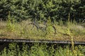 An old bicycle abandoned on a grassy roof