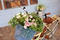 Old bicycle with a basket of roses against the wall in pastel colors. Decorative bicycle stand for plants and flowers. Beautiful r Royalty Free Stock Photo
