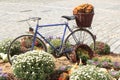 Old bicycle carrying flowers Royalty Free Stock Photo