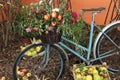 Old bicycle carrying flowers Royalty Free Stock Photo