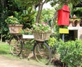 Old bicycle decorate by beautiful flower in garden. Royalty Free Stock Photo