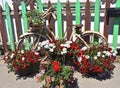 Old bicycle with flower decorations Royalty Free Stock Photo