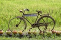 Old bicycle at the green rice fields in the countryside. Island Bali, Indonesia