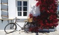 Old Bicycle leaning against a white wall and Burgundy flowering Bougainvillea bushes