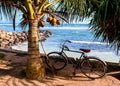 Old bicycle, coconut palm and ocean Royalty Free Stock Photo