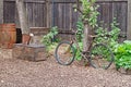 Old bicycle, rusty watering can on wooden box and barrel