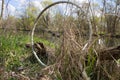Old bicycle wheel in the dried grass Royalty Free Stock Photo