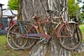 Old bicycles attached to a cottonwood tree for decorations. Royalty Free Stock Photo