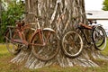 Old bicycles attached to a cottonwood tree for decorations. Royalty Free Stock Photo