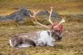 Old, big Arctic reindeer preparing to shed his antlers. Royalty Free Stock Photo