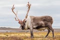 Old, big Arctic reindeer preparing to shed his antlers. Royalty Free Stock Photo