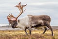 Old, big Arctic reindeer preparing to shed his antlers. Royalty Free Stock Photo