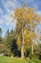 Old big autumn time birch in farm Royalty Free Stock Photo