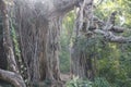 Old big banyan tree in deep green forest with big roots