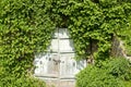 Old big blue wooden door or gate in the wall covered with green ivy, climbing plant in park, nature concept Royalty Free Stock Photo